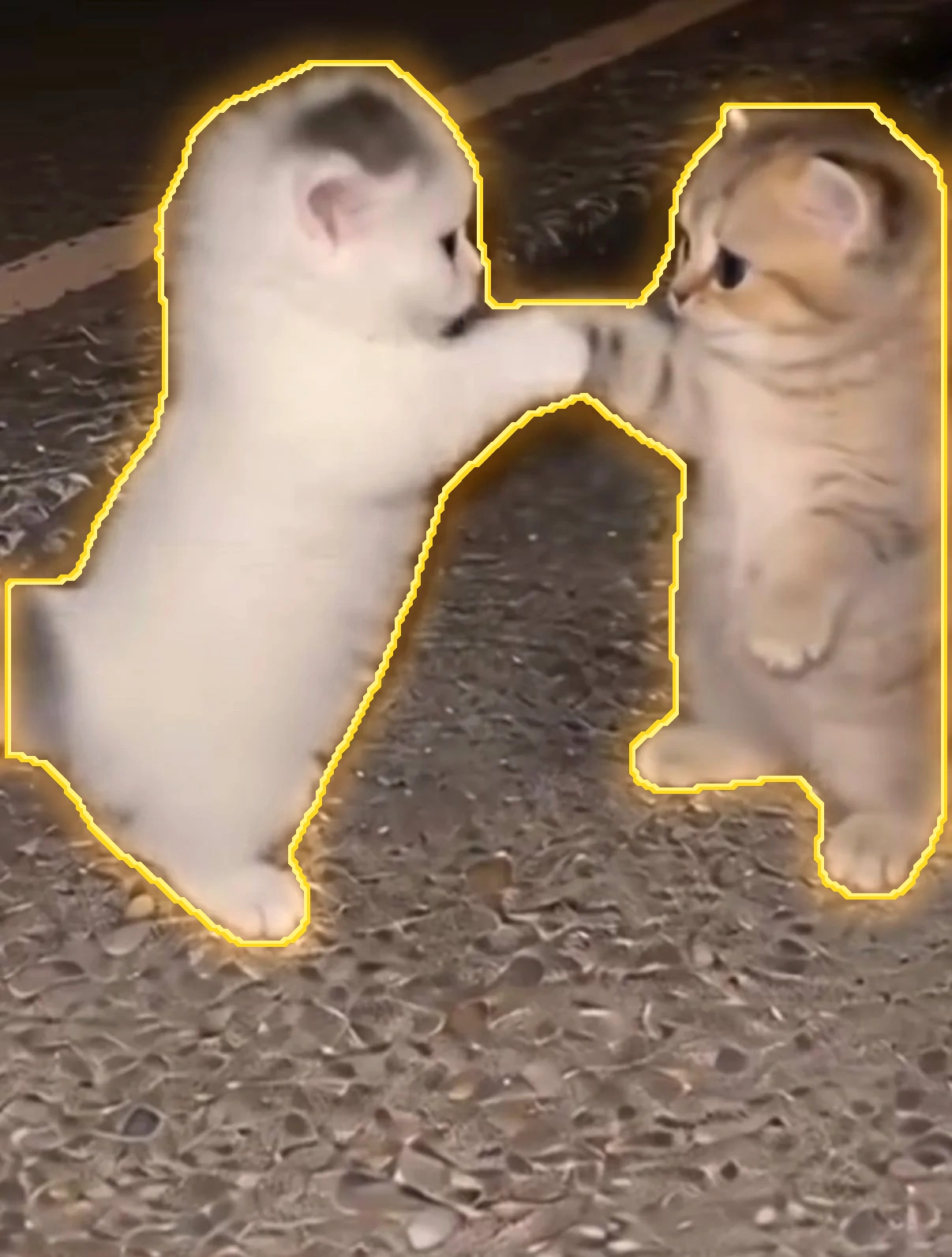 Kittens paw to paw