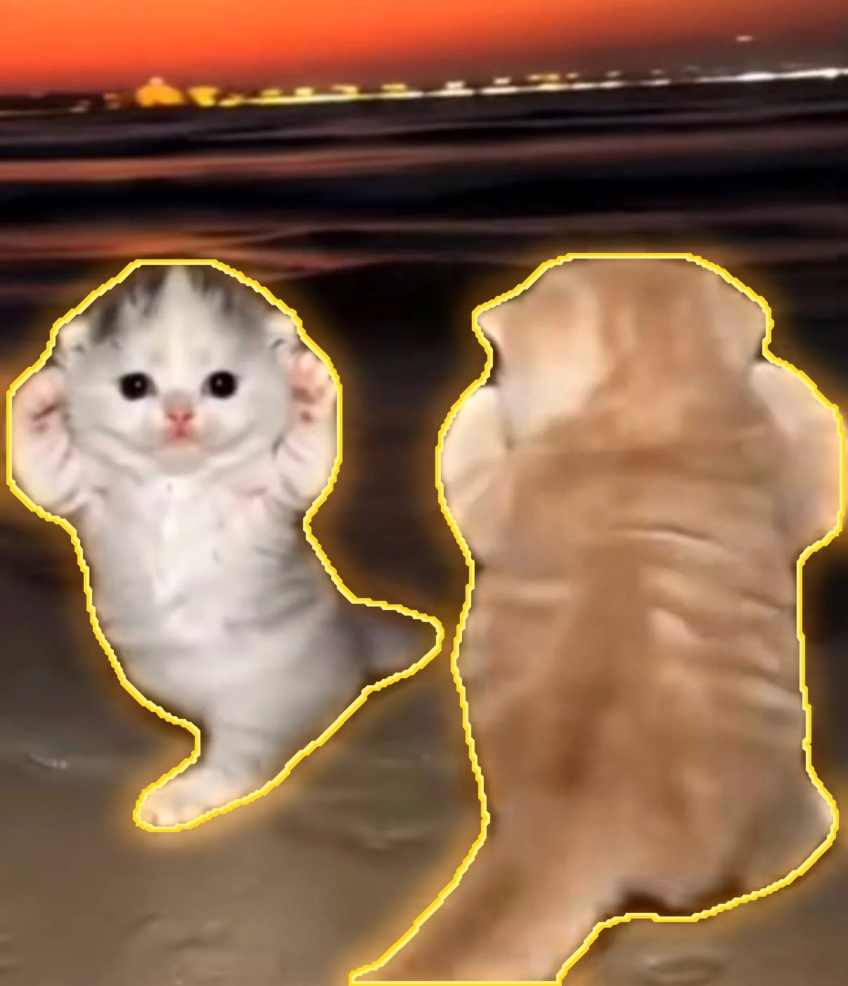 Kitten duo