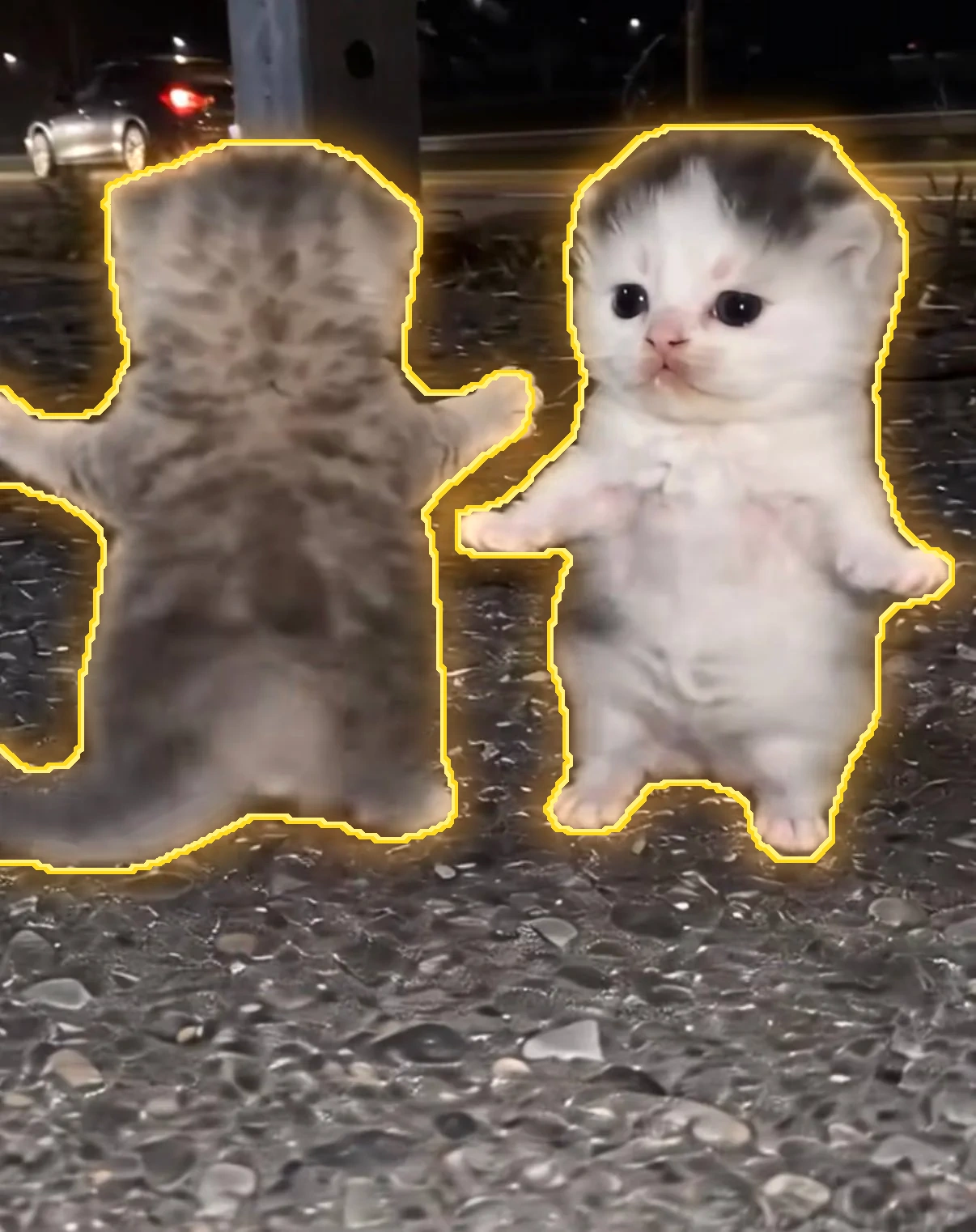 Kittens dancing