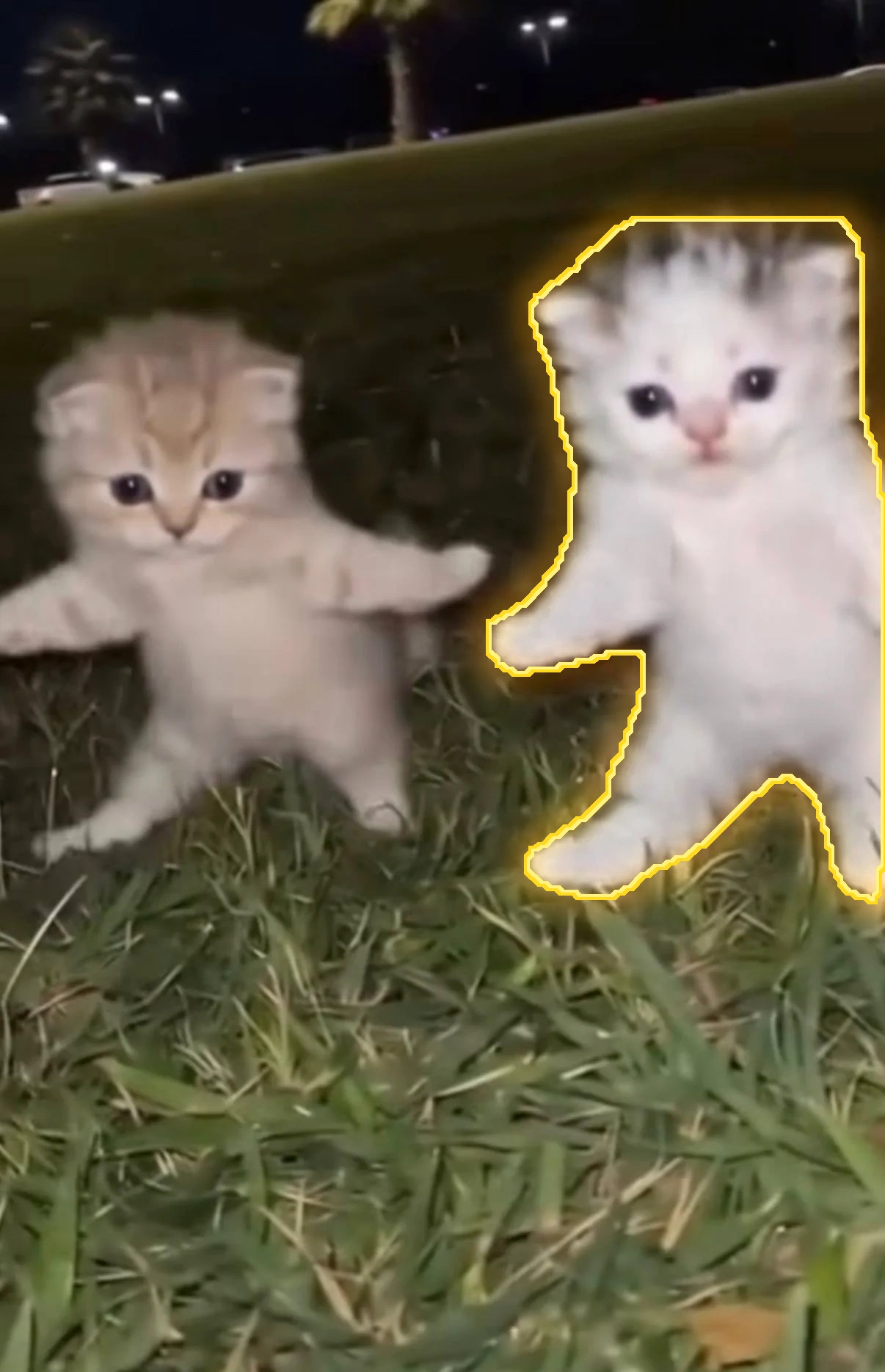 Kittens in grass